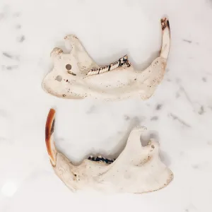 Vintage Beaver Jaw Bone